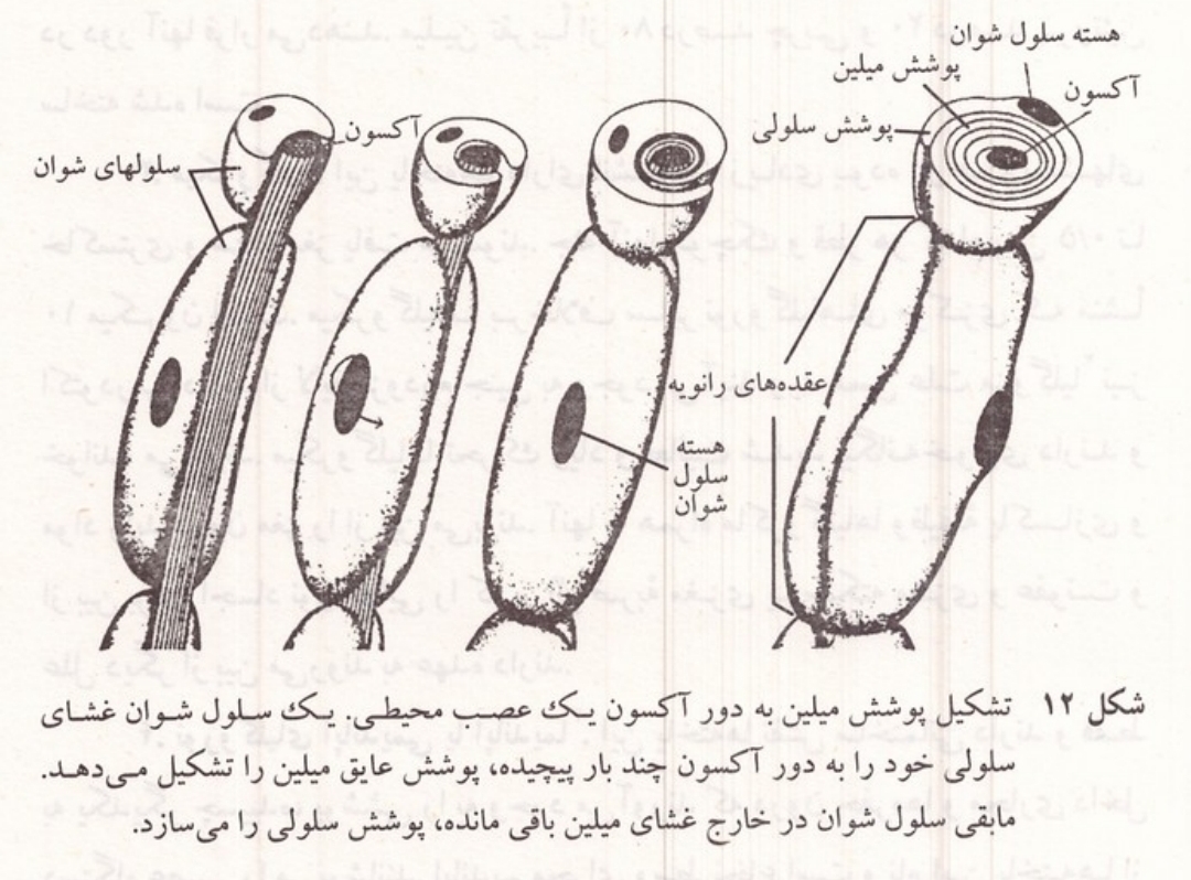 تشکیل پوشش میلین به دور آکسون توسط سلول شوان