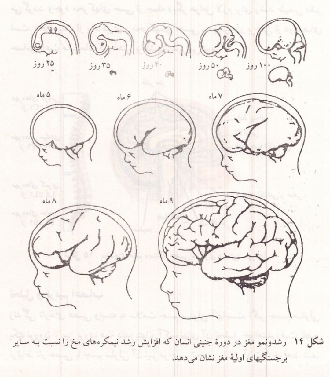 رشد و نمو مغز در دوره جنینی انسان