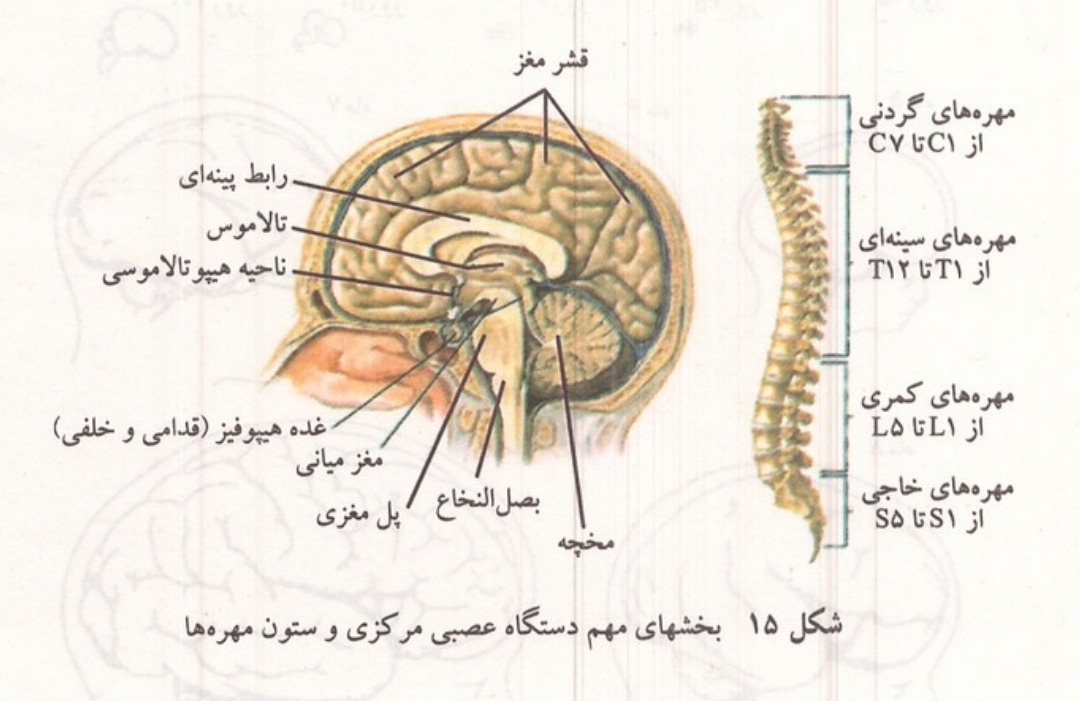 بخشهای مهم دستگاه عصبی مرکزی و ستون مهره ها