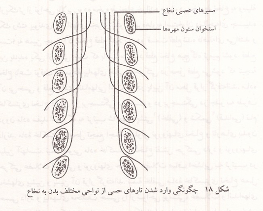 چگونگی وارد شدن تارهای حسی از نواحی مختلف بدن به نخاع