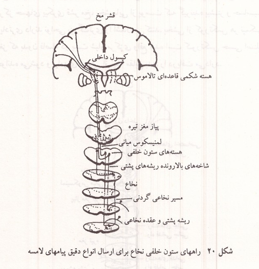 راههای ستون خلفی نخاع برای ارسال پیامهای لامسه
