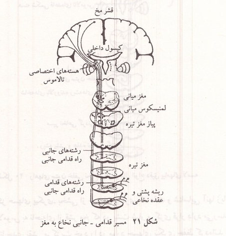 مسیر قدامی - جانبی نخاع به مغز