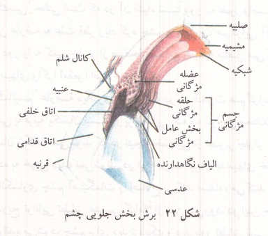 برش بخش جلویی چشم