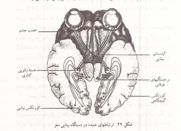 ارتباطهای عمده در دستگاه بینایی مغز