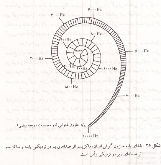 غشای پایه حلزون گوش انسان و فرکانس‌های صدا