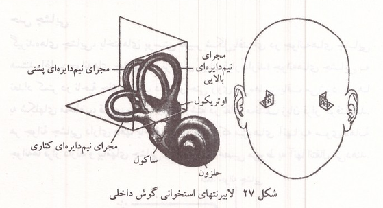 لابیرنتهای استخوانی گوش داخلی