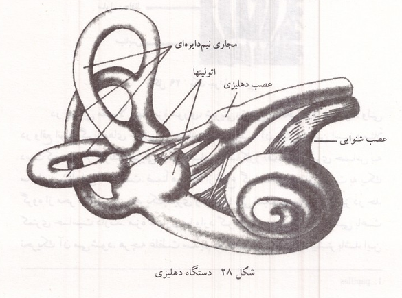 دستگاه دهلیزی گوش