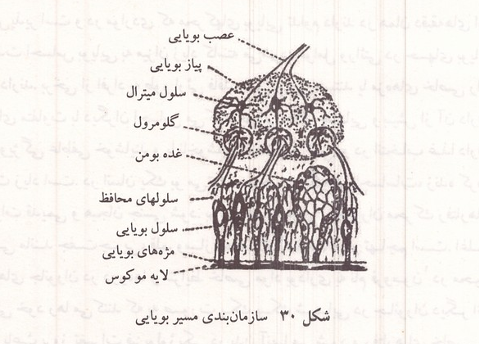 سازمان بندی مسیر بویایی