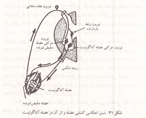مسیر انعکاسی کششی عضله و اثر آن در عضله آنتاگونیست