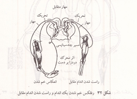 رفلکس خم شدن یک اندام و راست شدن اندام مقابل