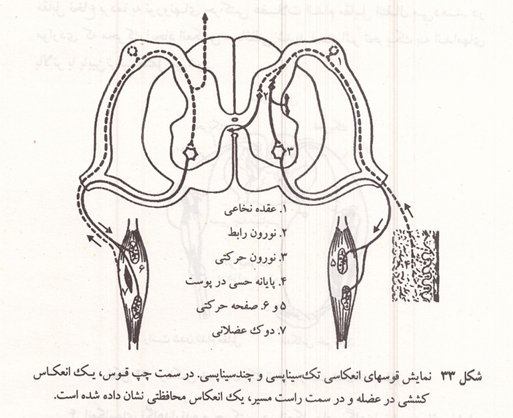 نمایش قوسهای انعکاسی تک سیناپسی و چند سیناپسی