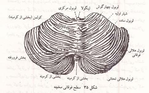 سطح فوقانی مخچه