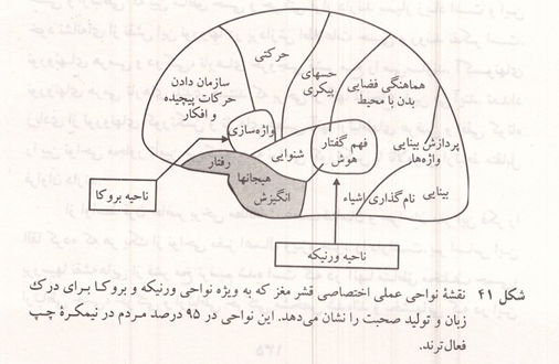نقشه نواحی عملی اختصاصی قشر مغز