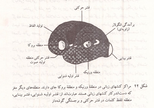 مراکز کنشهای زبانی در منطقه ورنیکه و منطقه بروکا