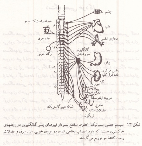 سیستم عصبی سمپاتیک