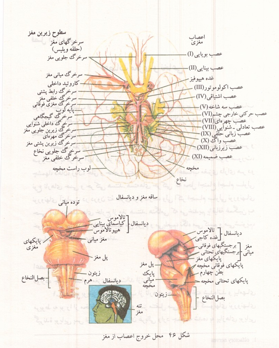محل خروج اعصاب دوازده‌گانه از مغز
