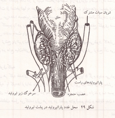 محل غدد پاراتیروئید در پشت تیروئید