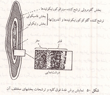 برش غده فوق کلیه و ترشحات بخشهای مختلف آن