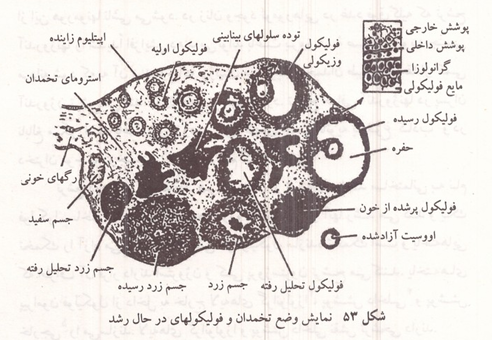 نمایش وضع تخمدان و فولیکولهای در حال رشد