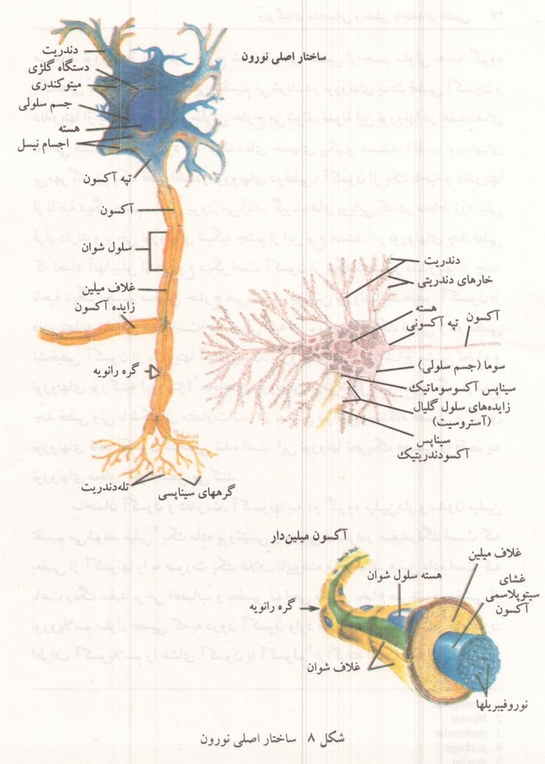 ساختار اصلی نورون و آکسون میلین دار