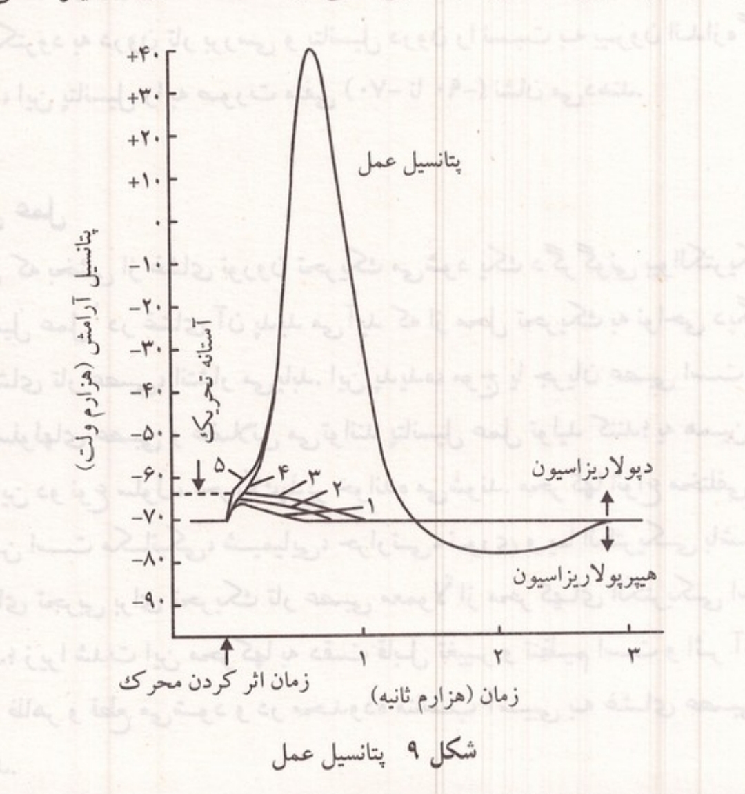 نمودار پتانسیل عمل