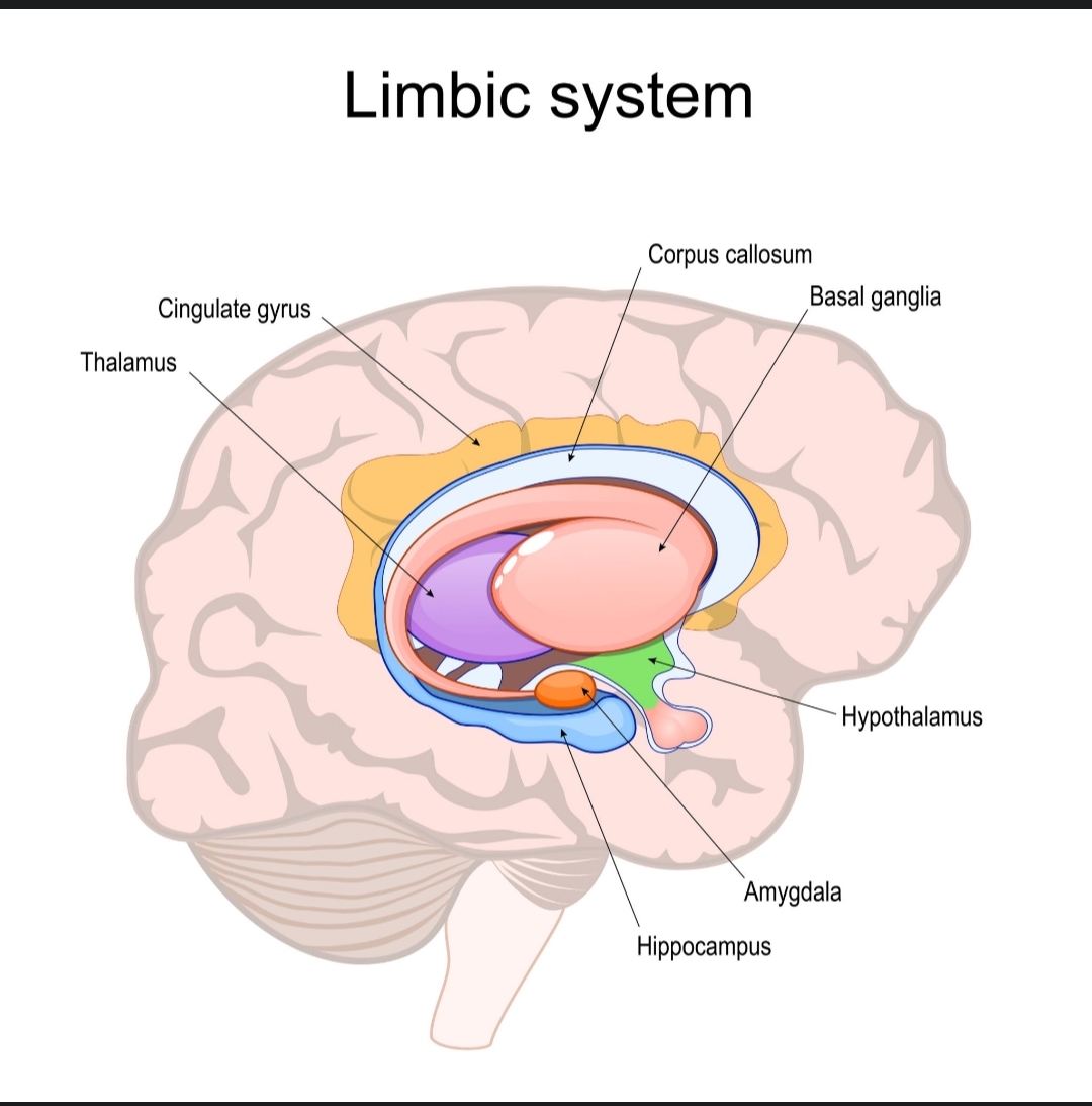 سیستم لیمبیک: آمیگدال و هیپوکمپ